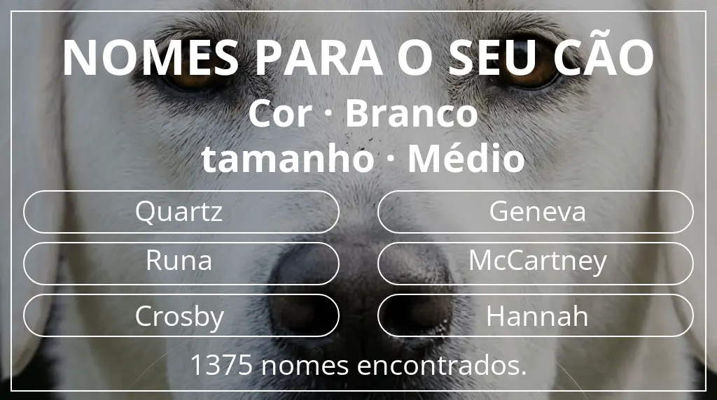 Nomes para cães baseados em cor branco e tamanho médio