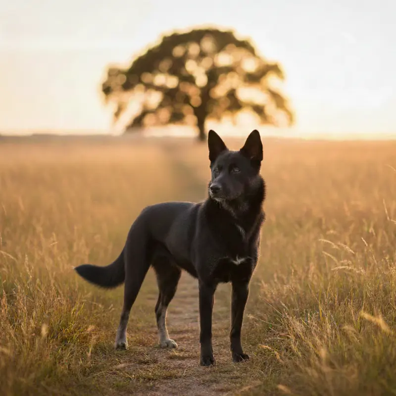 dog race Chien de Taïwan : caractéristiques et idées de noms